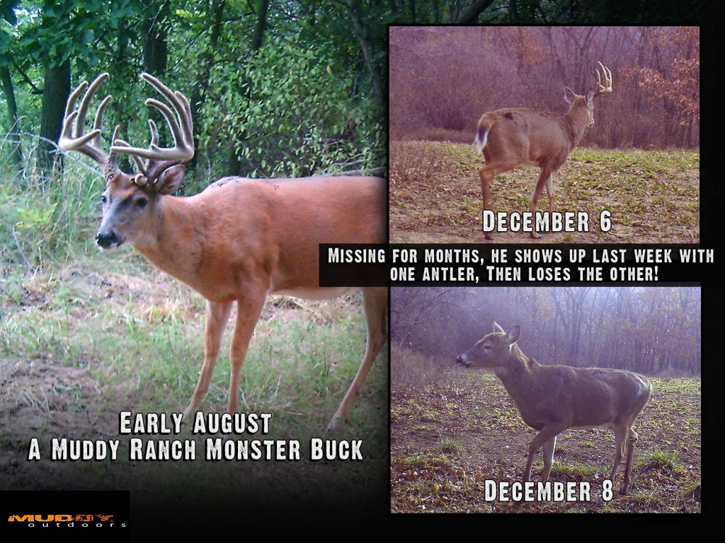 Whitetail Bucks Will Sometimes Shed Antlers Early Before and After Photo Montage of Big Texas Buck That Shed His Antlers In December
