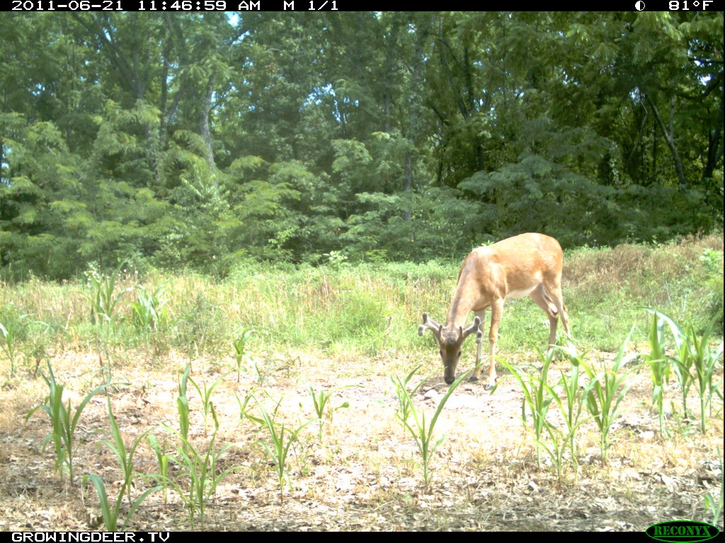 Mature buck in velvet using Trophy Rock