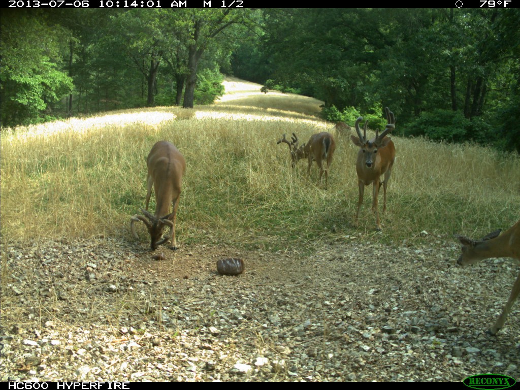 Whitetail Buck In Velvet At Mineral Lick Bucks in a clover food plot