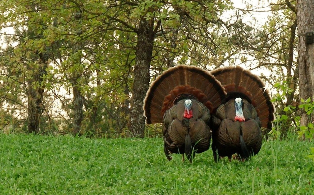 Free hunting chat