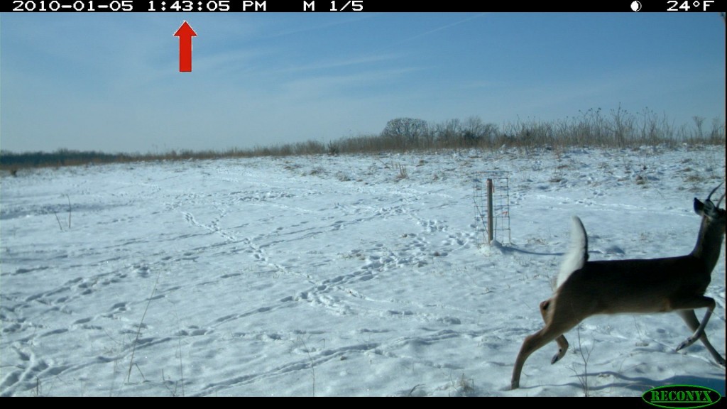 Deer running from coyote