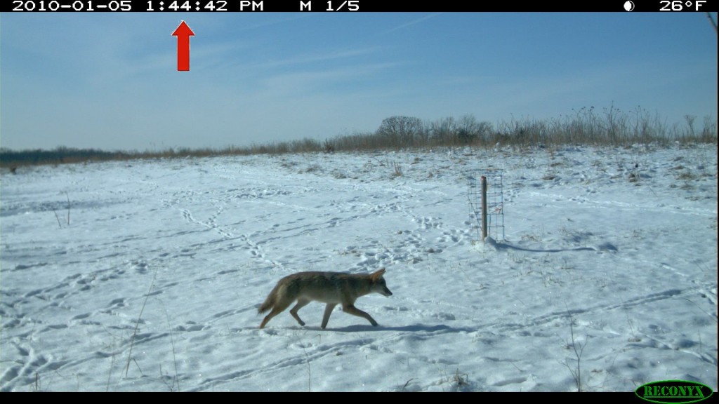 Coyote chasing deer