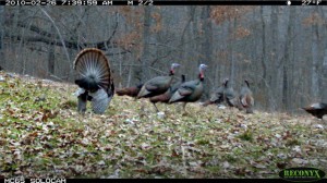 Turkeys