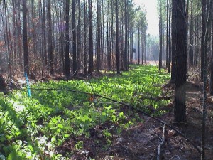 Food Plot in Thinned Pine Row
