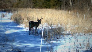 Buck standing near grain in snow-covered field