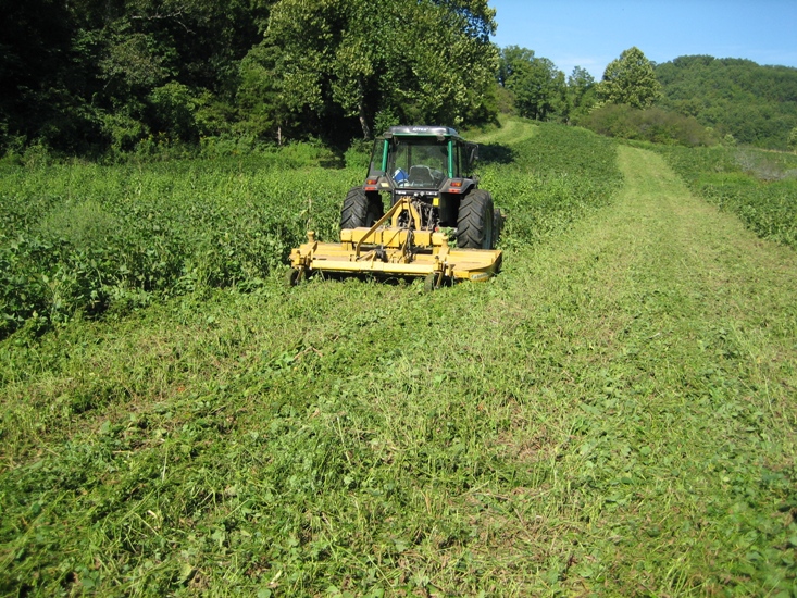 Food plot preparation includes using a tractor and brush hog to mow soybeans