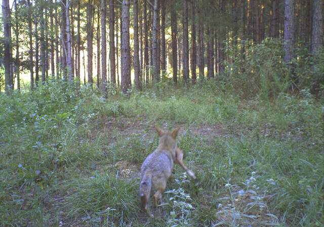 Whitetail predators: coyote carrying fawn coyote carrying fawn