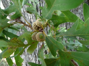 Acorns, Oak Acorns, Deer Hunting Tip