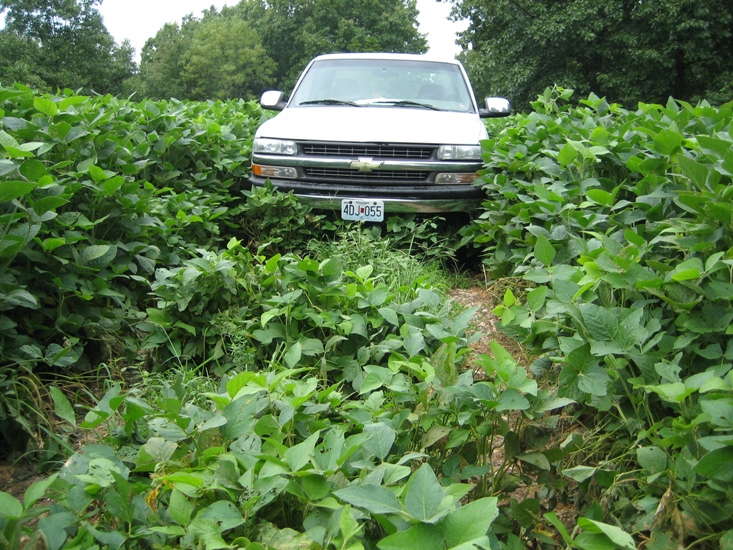 2010 soybean growth mirror high on truck