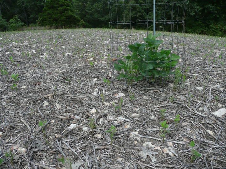 2011 soybean growth inches high