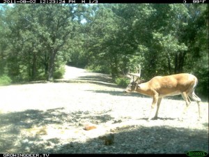 August Daylight Reconyx Trail Camera Photo of Whitetail Buck known as Crab Claw