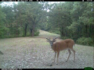 June Daylight Reconyx Trail Camera Image of Whitetail Buck with velvet Antlers