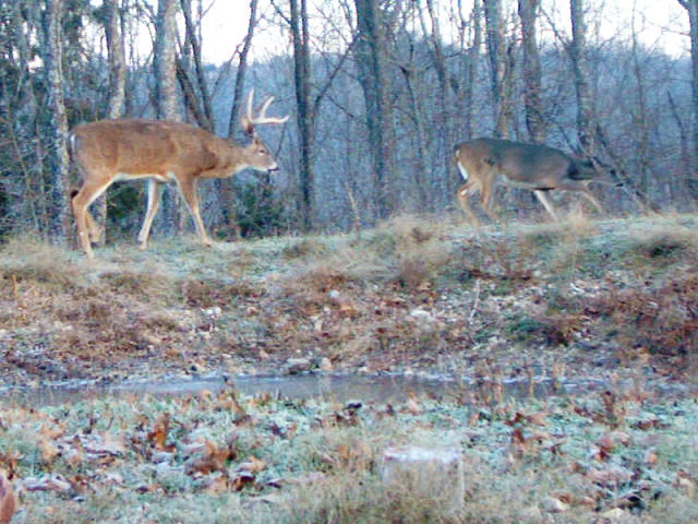 Reconyx Trail Camera Image of Whitetail Buck following a Doe around a Pond Bank