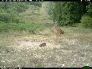 Daylight Reconyx Trail Camera Image of Whitetail Buck at a Trophy Rock Mineral  Site