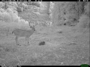 Reconyx Trail Camera Image of Big Whitetail Buck Eating Trophy Rock at night