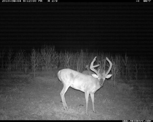 Recony Trail Camera Image of Big Whitetail Buck taken in 2010