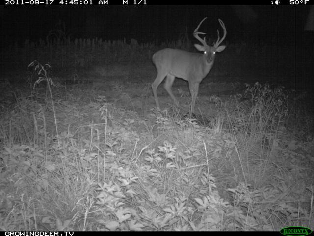 Reconyx Trail Camera Imag of Big Whitetail Buck in 2011