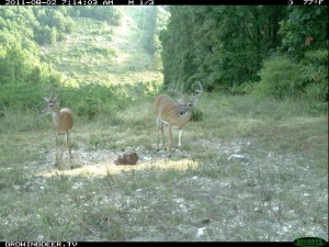 Daylight Reconyx Trail Camera Image of Two Whitetail Bucks Using Trophy Rock Mineral Station