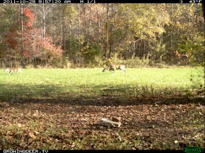 Reconyx Trail Camera image of buck chasing a doe during daylight