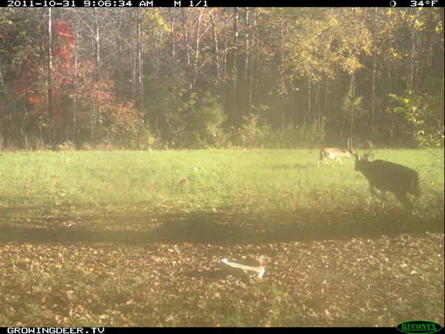 Mature buck chases a doe