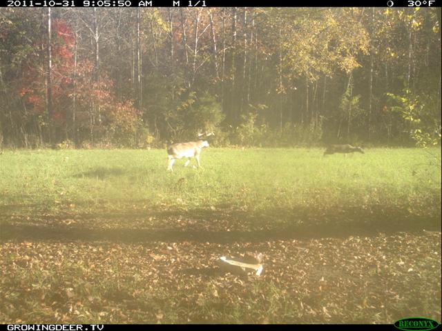 Reconyx Trail Camera image of a mature buck chasing a doe during daylight morning hours