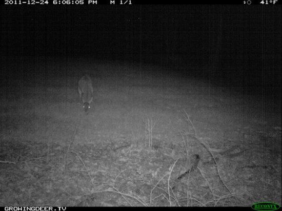 Buck Giant 8 after Shedding Antlers Reconyx image of Giant 8 after shedding his antlers