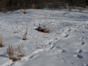 Whitetail Deer tracks in snow near a Trophy Rock