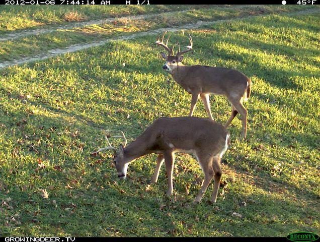 Two mature bucks during daylight hours.