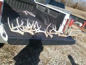 Truck full of shed antlers