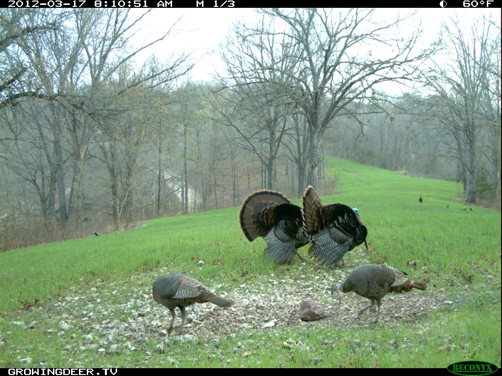 Two gobblers strutting and two hens