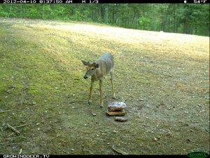 Whitetail Buck with New Antler Growth at a Trophy Rock Mineral Lick April 2012