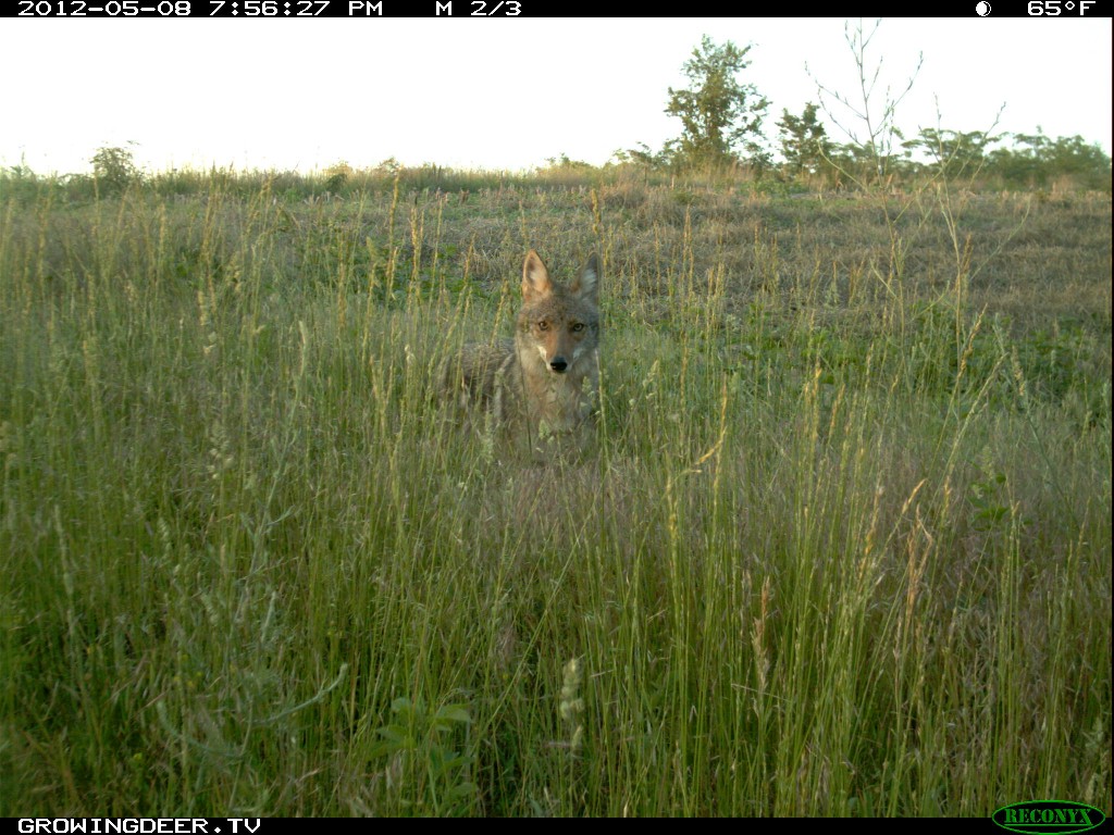 Coyote in field during daylight