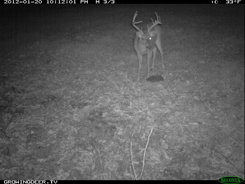 Whitetail buck known as "Split Brow" is blind in right eye