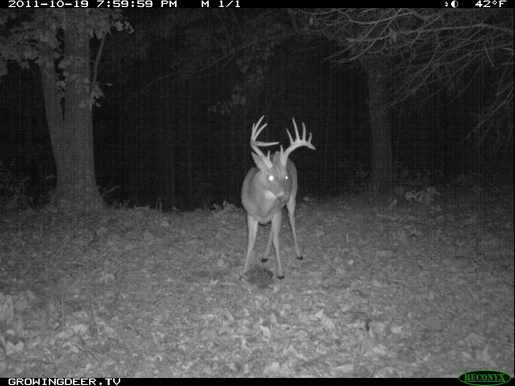 Mature Whitetail Buck with split brow antlers