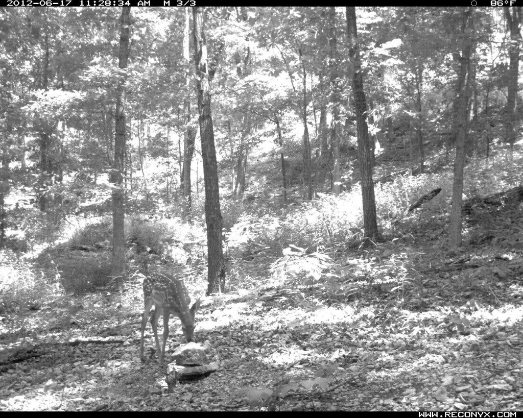 Fawn licking a Trophy Rock in late morning