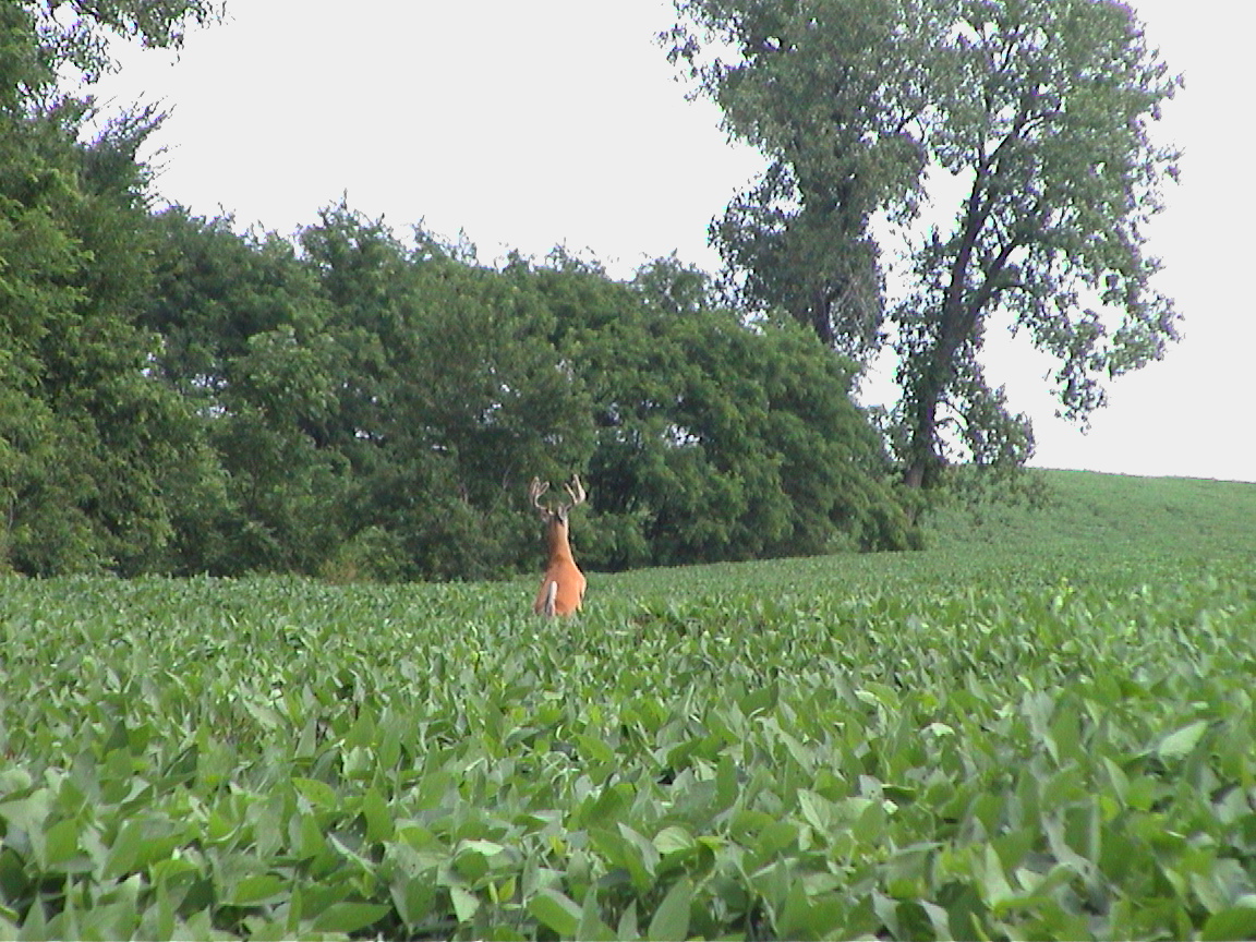 Velvet buck standing in Missouri food plot