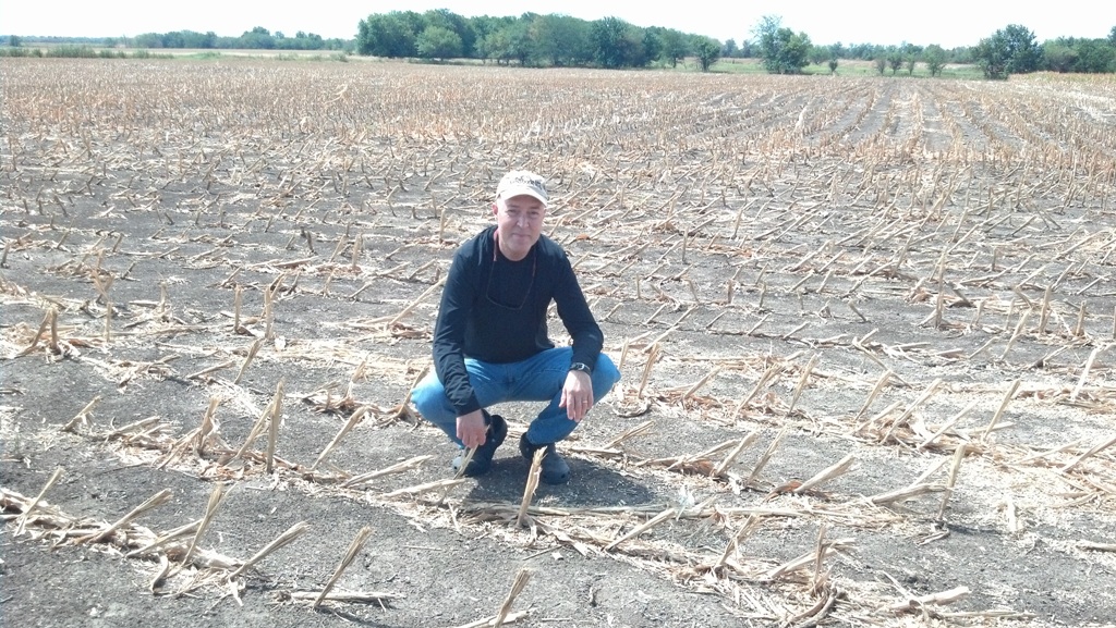 Corn field cut as silage