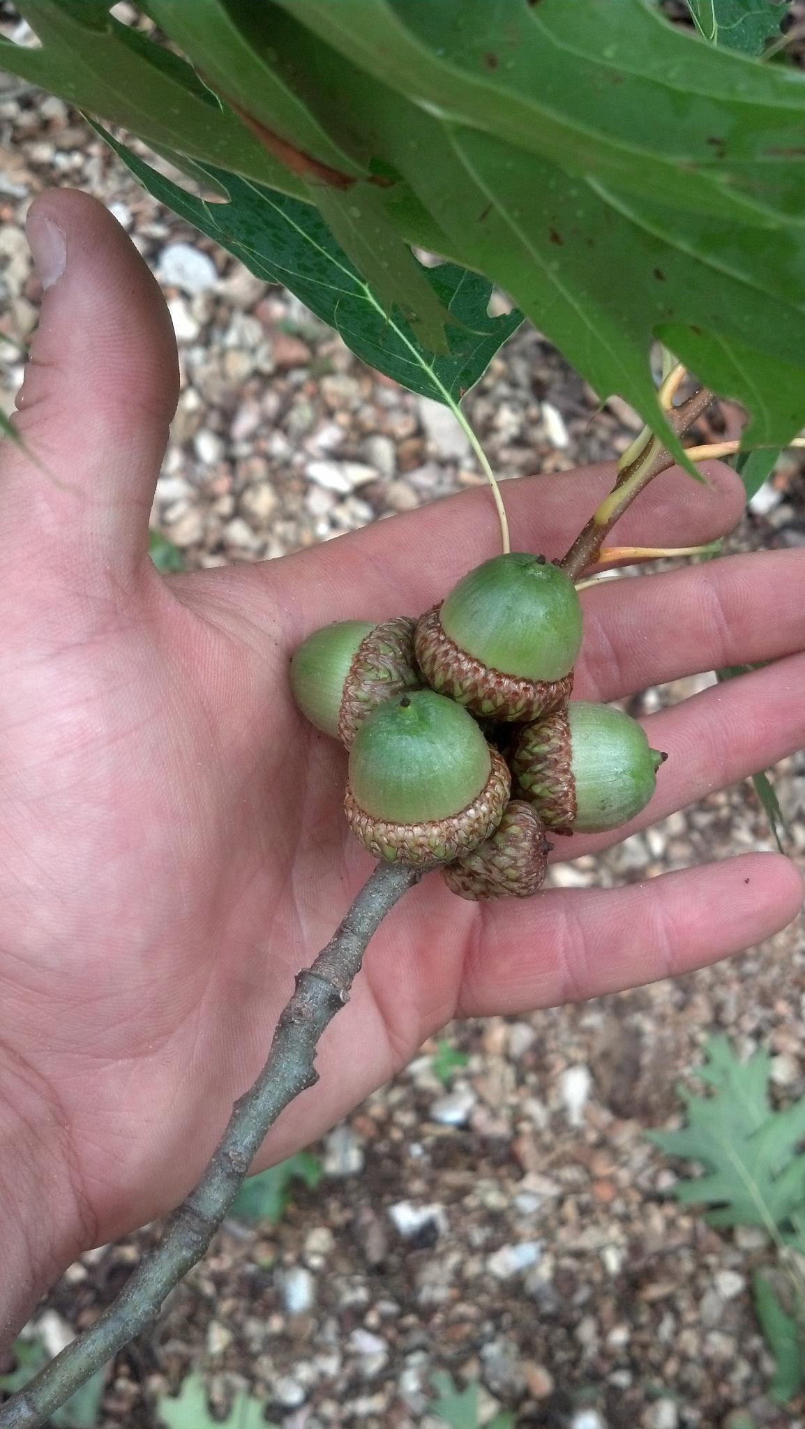 Large cluster of acorns