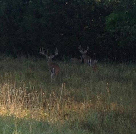 Giant buck standing near road in Missouri