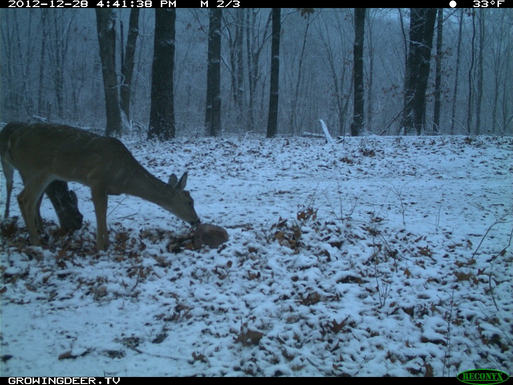 Buck that shed both antlers in December 2012