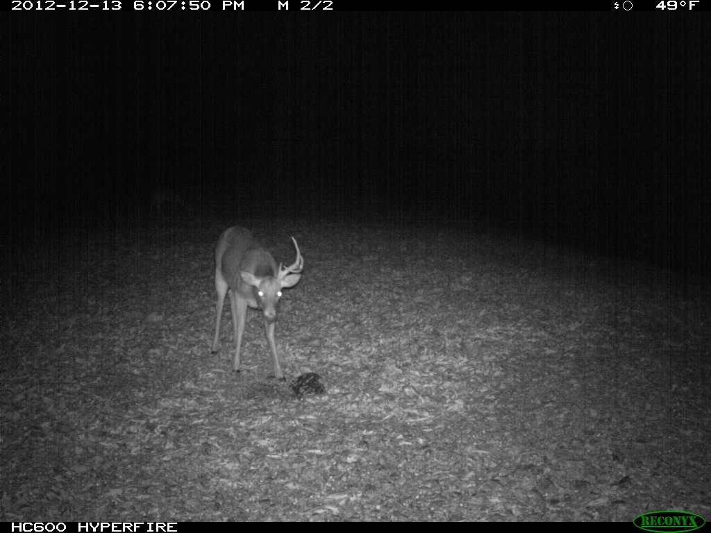 Buck that shed one antler