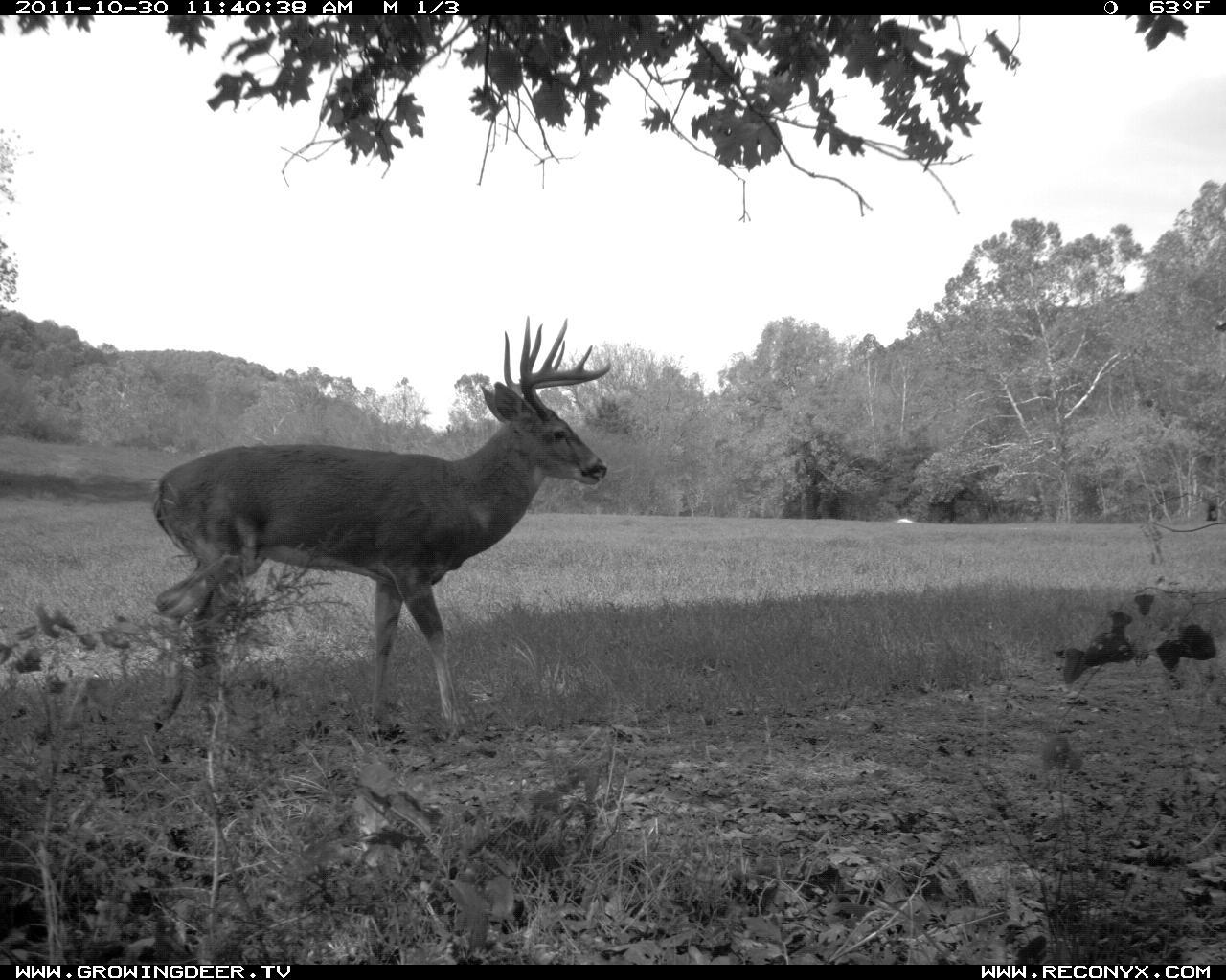 Trail Camera photo of Whitetail buck we named Clover Mountain 10 