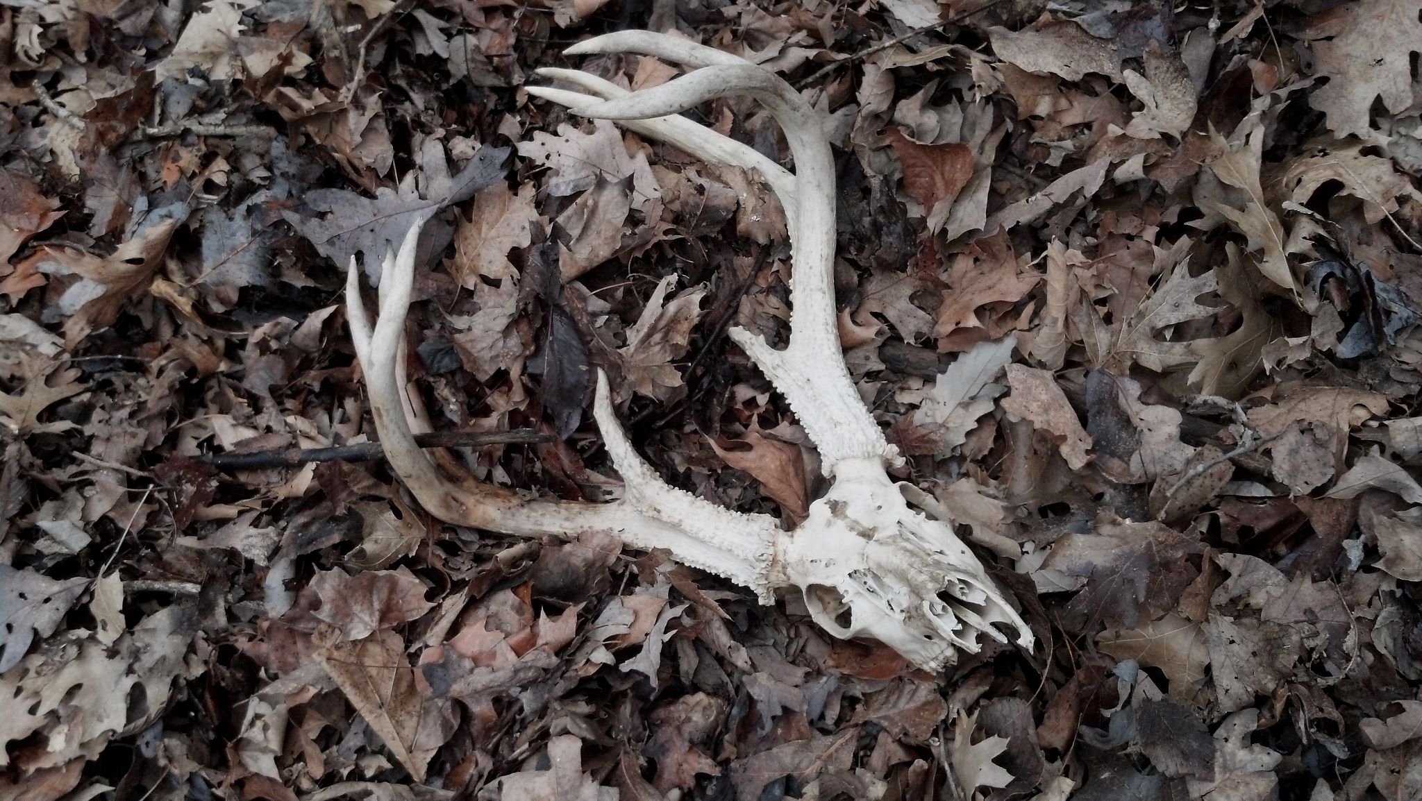 The skull and antlers of a big, mature whitetail buck found after outbreak of  EHD