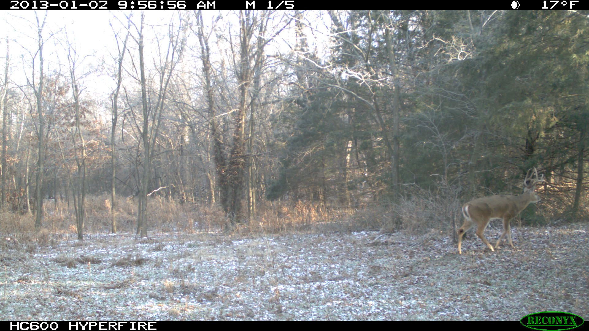 We found both sheds to the buck in this picture