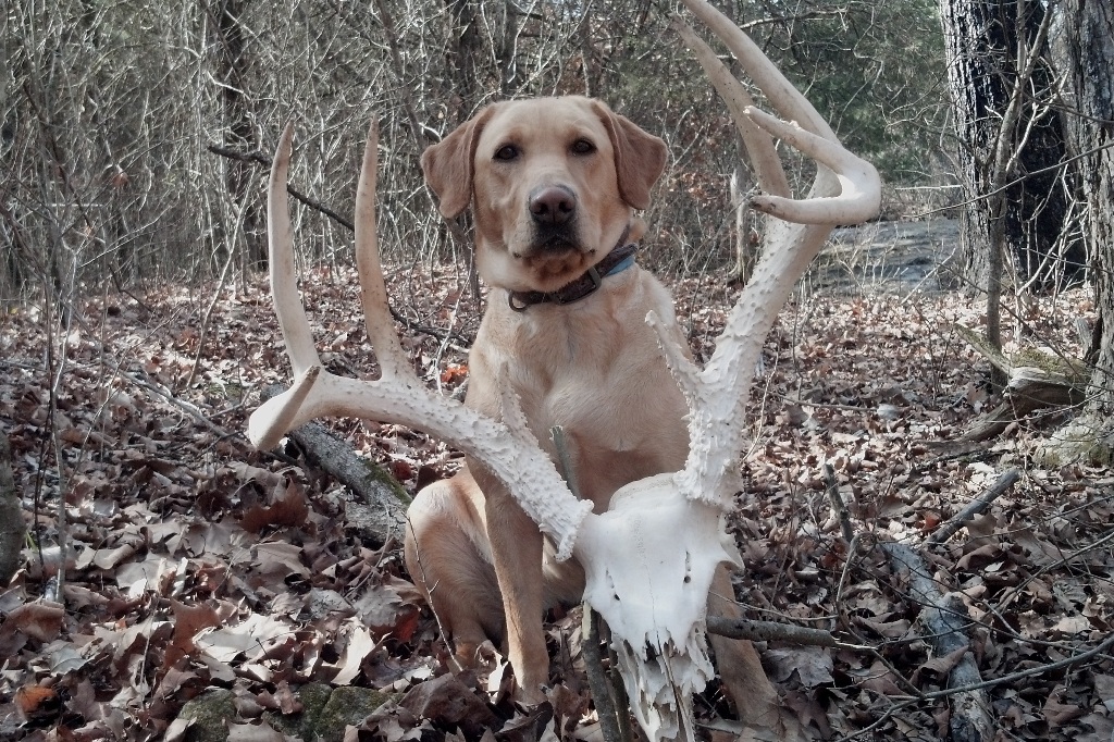Yellow Labrador Retirever with  a big set of whitetail buck antlers on the skull 