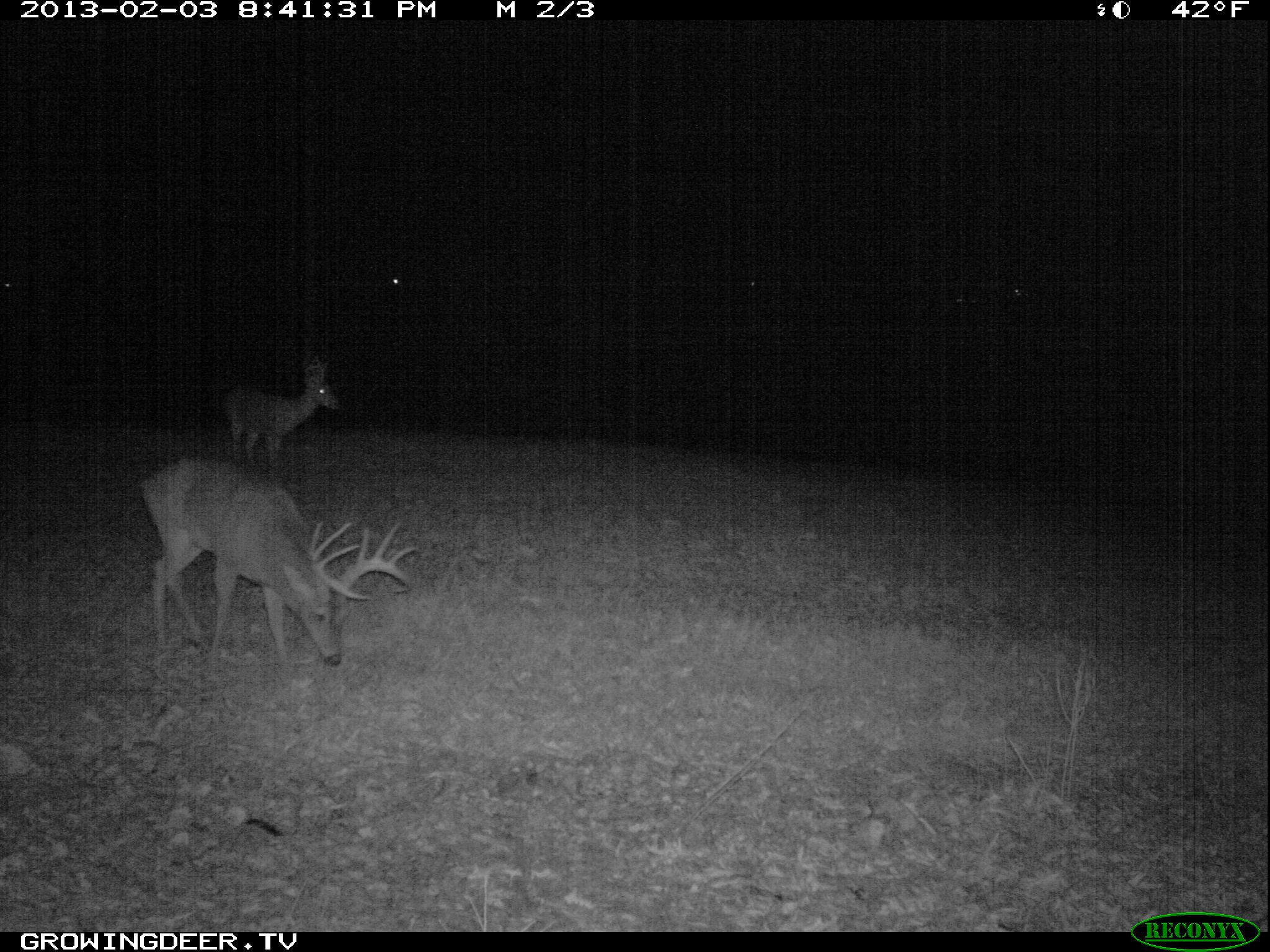 Trail Camera Photo of A Large  Antlered Whitetail  Buck We Call Split Brow