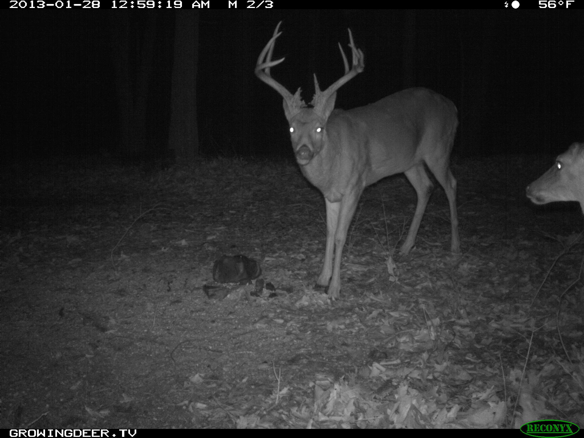 Reconyx Trail Camera Image of a Large White-tailed Buck we call Two Face