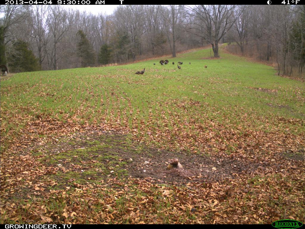 A flock of Wild turkey in early spring 
