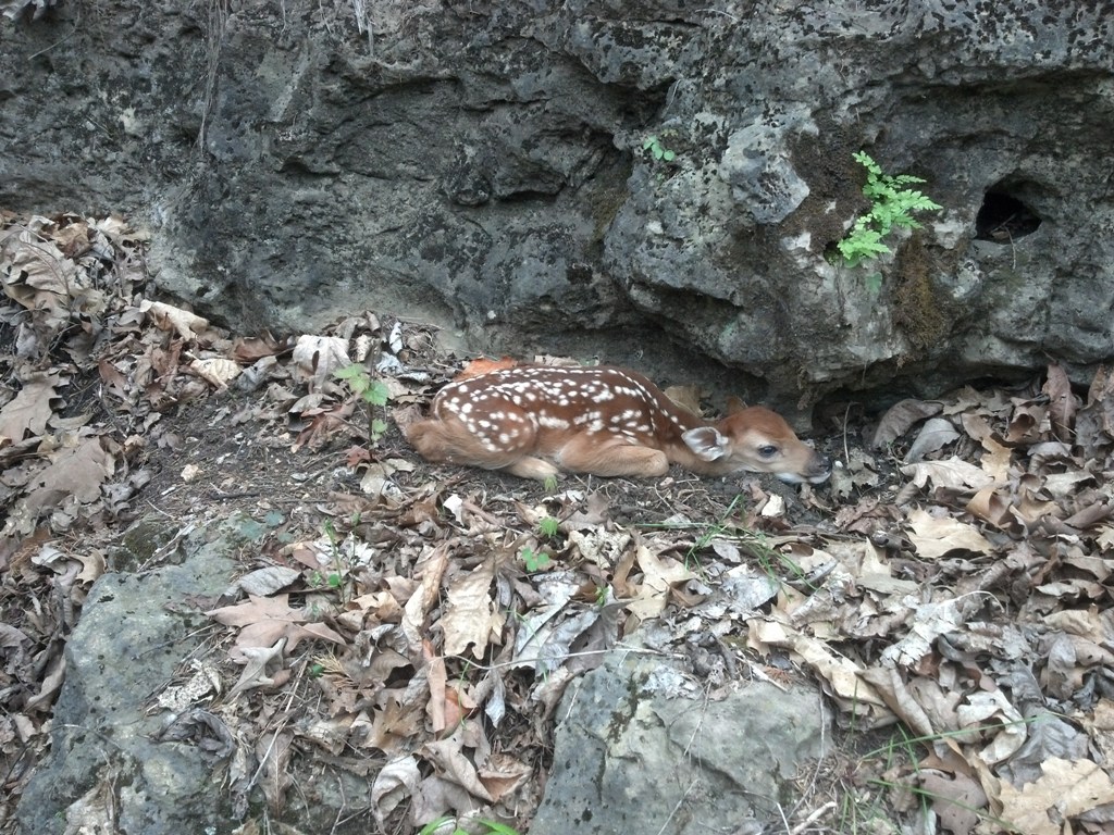 Newly born fawn under an rock bluff in the Ozarks