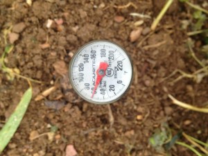 A Soil Thermometer Is Used to Measure Soil Temperture Prior to Planting Food Plots
